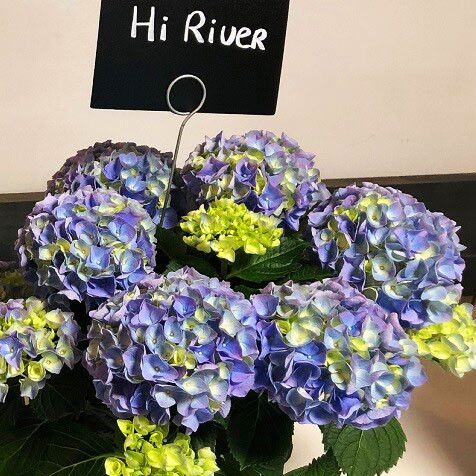 Гортензия крупнолистная Хай Ривер / С3 / Hydrangea Hi River