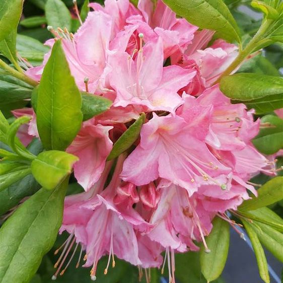 Азалія листопадна Джолі Мадам / Rhododendron Jolie Madame