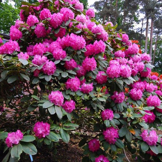 Рододендрон Германія / Р13 / Rhododendron Germania