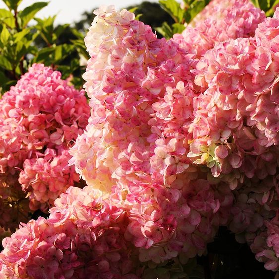 Гортензія волотиста Сандей Фрайз / С5 / Hydrangea Sundae Fraise