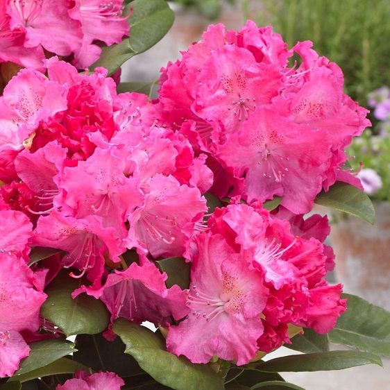 Рододендрон Германия / Р13 / Rhododendron Germania