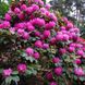 Рододендрон Германия / Р13 / Rhododendron Germania