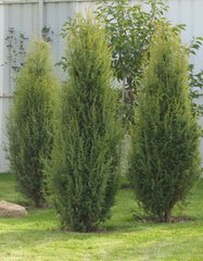 Можжевельник обыкновенный Хиберника / Juniperus Hibernica