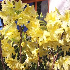 Азалия листопадная Харвест Мун / Rhododendron Harvest Moon