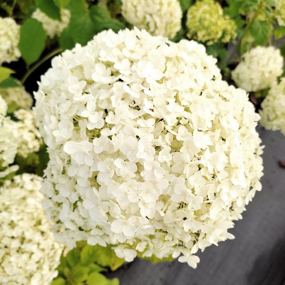 Гортензія деревоподібна Аннабель / С10 / Hydrangea Annabelle