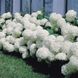 Гортензія деревоподібна Аннабель / С10 / Hydrangea Annabelle