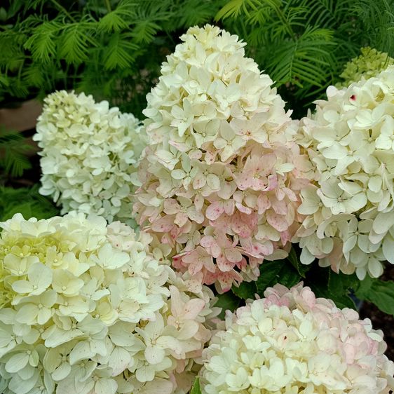 Гортензія волотиста Літл Фреско / С5 / Hydrangea Little Fresco