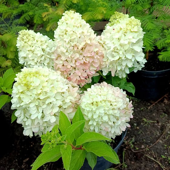 Гортензія волотиста Літл Фреско / С5 / Hydrangea Little Fresco