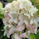 Гортензия метельчатая Литл Фреско / С5 / Hydrangea Little Fresco