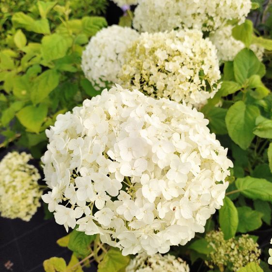 Гортензия древовидная Аннабель / С5 / Hydrangea Annabelle