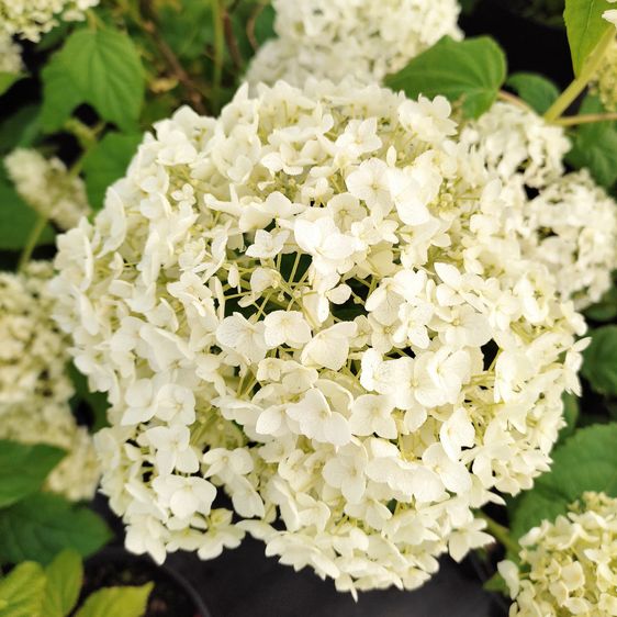 Гортензія деревоподібна Аннабель / ​​​​​С5 / Hydrangea Annabelle