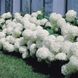 Гортензия древовидная Аннабель / С5 / Hydrangea Annabelle