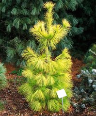 Сосна японская Луи​ / С10 / h 80-100 / Pinus parviflora Louie