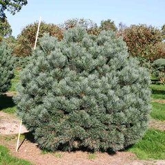 Сосна звичайна Ватерері / d 40-60 / Pinus sylvestris Watereri