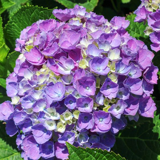 Гортензия крупнолистная Опал Блю / С5 / Hydrangea Opal blue