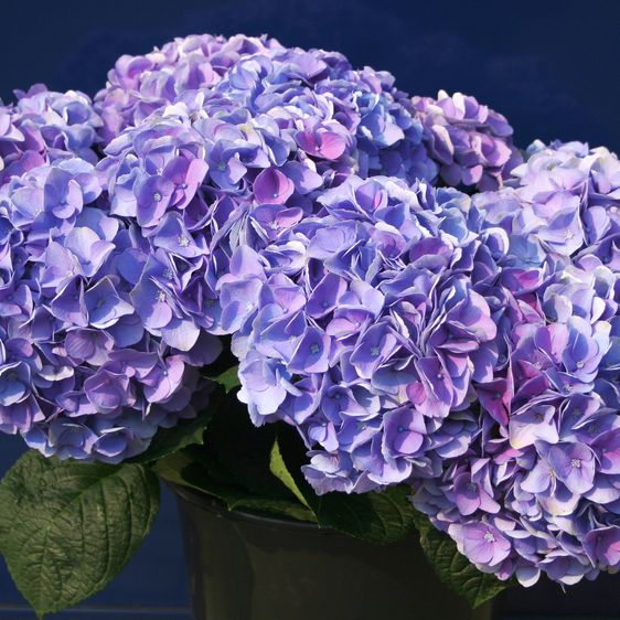 Гортензия крупнолистная Опал Блю / С5 / Hydrangea Opal blue