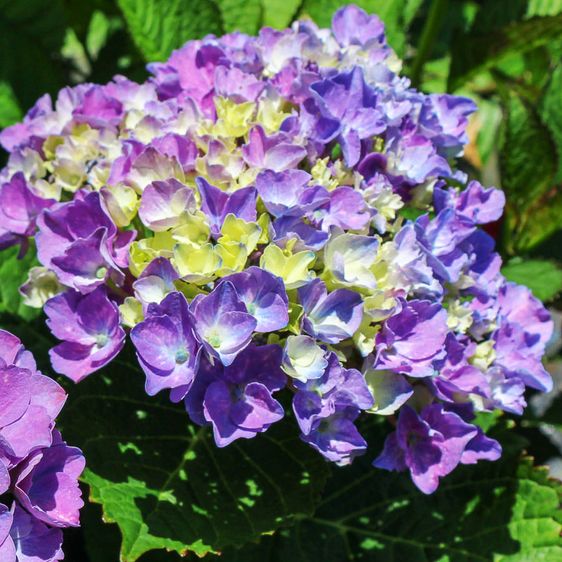 Гортензия крупнолистная Опал Блю / С5 / Hydrangea Opal blue