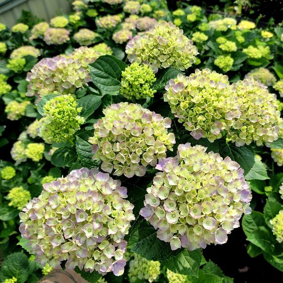 Гортензія крупнолиста Опал Блю / С5 / Hydrangea Opal blue