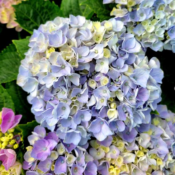 Гортензія крупнолиста Опал Блю / С5 / Hydrangea Opal blue