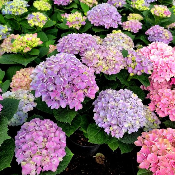 Гортензия крупнолистная Опал Блю / С5 / Hydrangea Opal blue