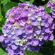 Гортензія крупнолиста Опал Блю / С5 / Hydrangea Opal blue