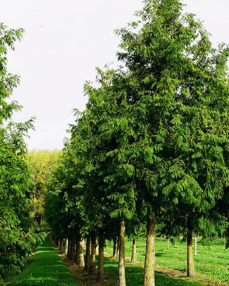 Метасеквоя китайська / С5 / Metasequoia glyptostroboides