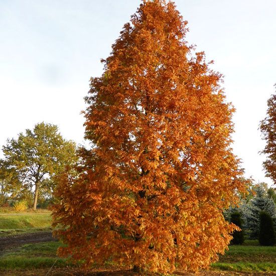 Метасеквойя китайская / С5 / Metasequoia glyptostroboides