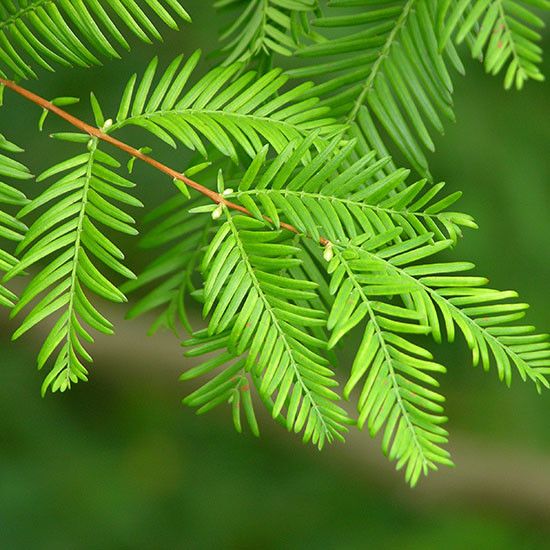 Метасеквойя китайская / С5 / Metasequoia glyptostroboides