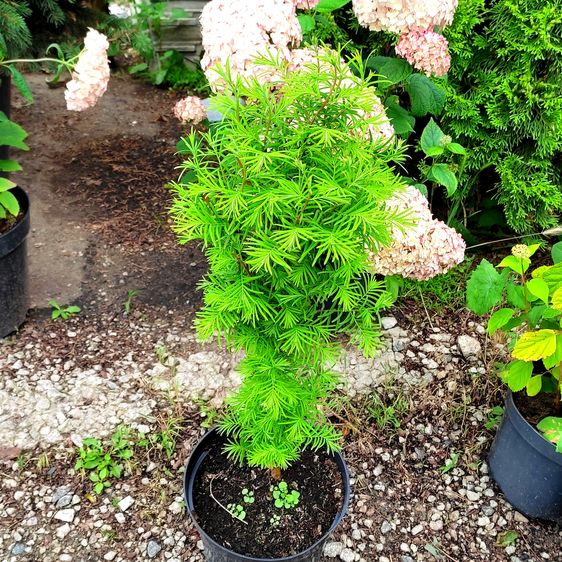 Метасеквойя китайская / С5 / Metasequoia glyptostroboides