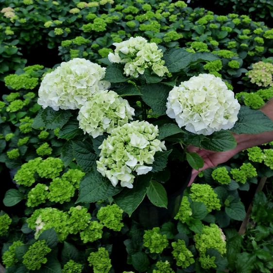 Гортензия крупнолистная Брайд / С5 / Hydrangea macrophylla Bride