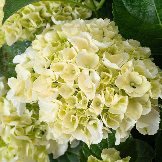 Гортензия крупнолистная Брайд / С5 / Hydrangea macrophylla Bride