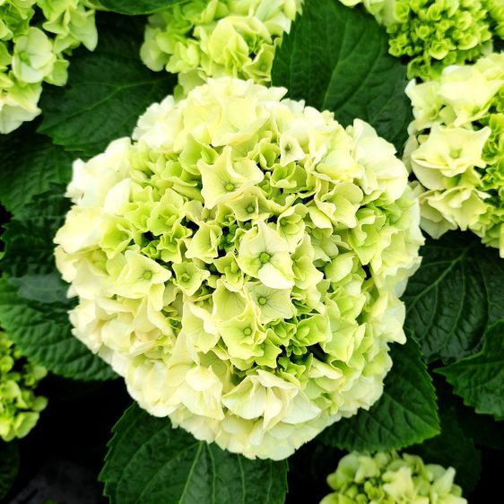 Гортензия крупнолистная Брайд / С5 / Hydrangea macrophylla Bride