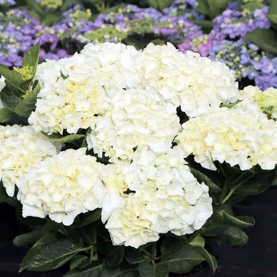 Гортензия крупнолистная Брайд / С5 / Hydrangea macrophylla Bride