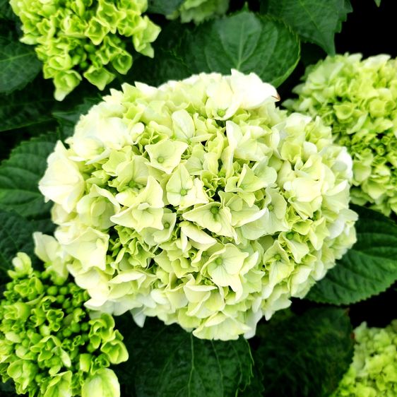 Гортензия крупнолистная Брайд / С5 / Hydrangea macrophylla Bride