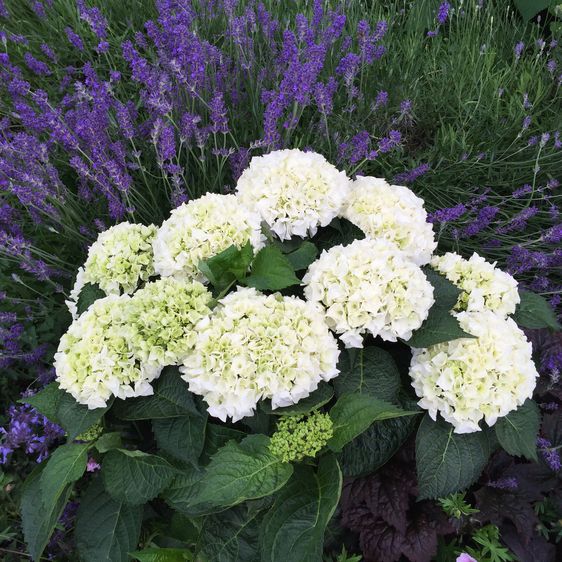 Гортензия крупнолистная Брайд / С5 / Hydrangea macrophylla Bride