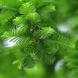 Метасеквойя китайская / С5 / Metasequoia glyptostroboides