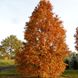 Метасеквоя китайська / С5 / Metasequoia glyptostroboides