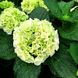 Гортензия крупнолистная Брайд / С5 / Hydrangea macrophylla Bride