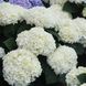 Гортензия крупнолистная Брайд / С5 / Hydrangea macrophylla Bride