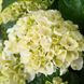 Гортензия крупнолистная Брайд / С5 / Hydrangea macrophylla Bride