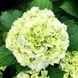 Гортензия крупнолистная Брайд / С5 / Hydrangea macrophylla Bride