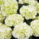 Гортензия крупнолистная Брайд / С5 / Hydrangea macrophylla Bride