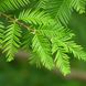 Метасеквоя китайська / С5 / Metasequoia glyptostroboides