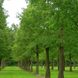 Метасеквойя китайская / С5 / Metasequoia glyptostroboides