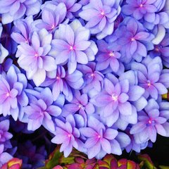 Гортензія крупнолиста Експрешн / С5 / Hydrangea Expression