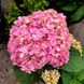 Гортензия крупнолистная Экспрешн / С5 / Hydrangea Expression