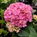 Гортензия крупнолистная Экспрешн / С5 / Hydrangea Expression