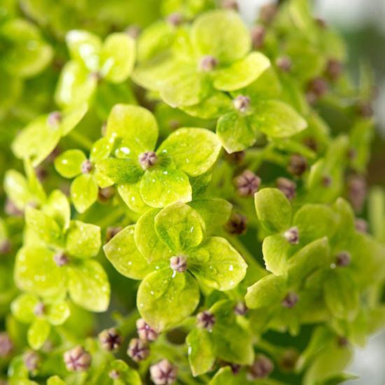 Гортензія деревоподібна Лайм Рікі / С10 / Hydrangea Lime Rickey