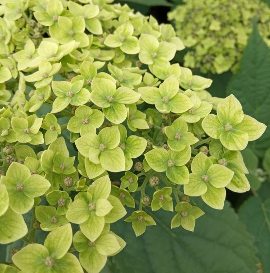 Гортензія деревоподібна Лайм Рікі / С10 / Hydrangea Lime Rickey