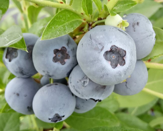 Саженцы голубики Мидер / 3 года / Vaccinium corymbosum Meader